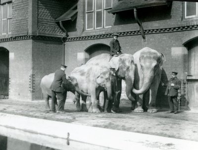 Asian elephants, two adult and two young, with their keepers at London Zoo by Frederick William Bond